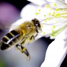 Bee in flight with the Bokina